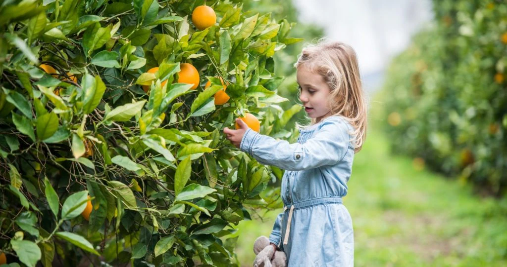 Oes en Oornag op dié Vrugteplase