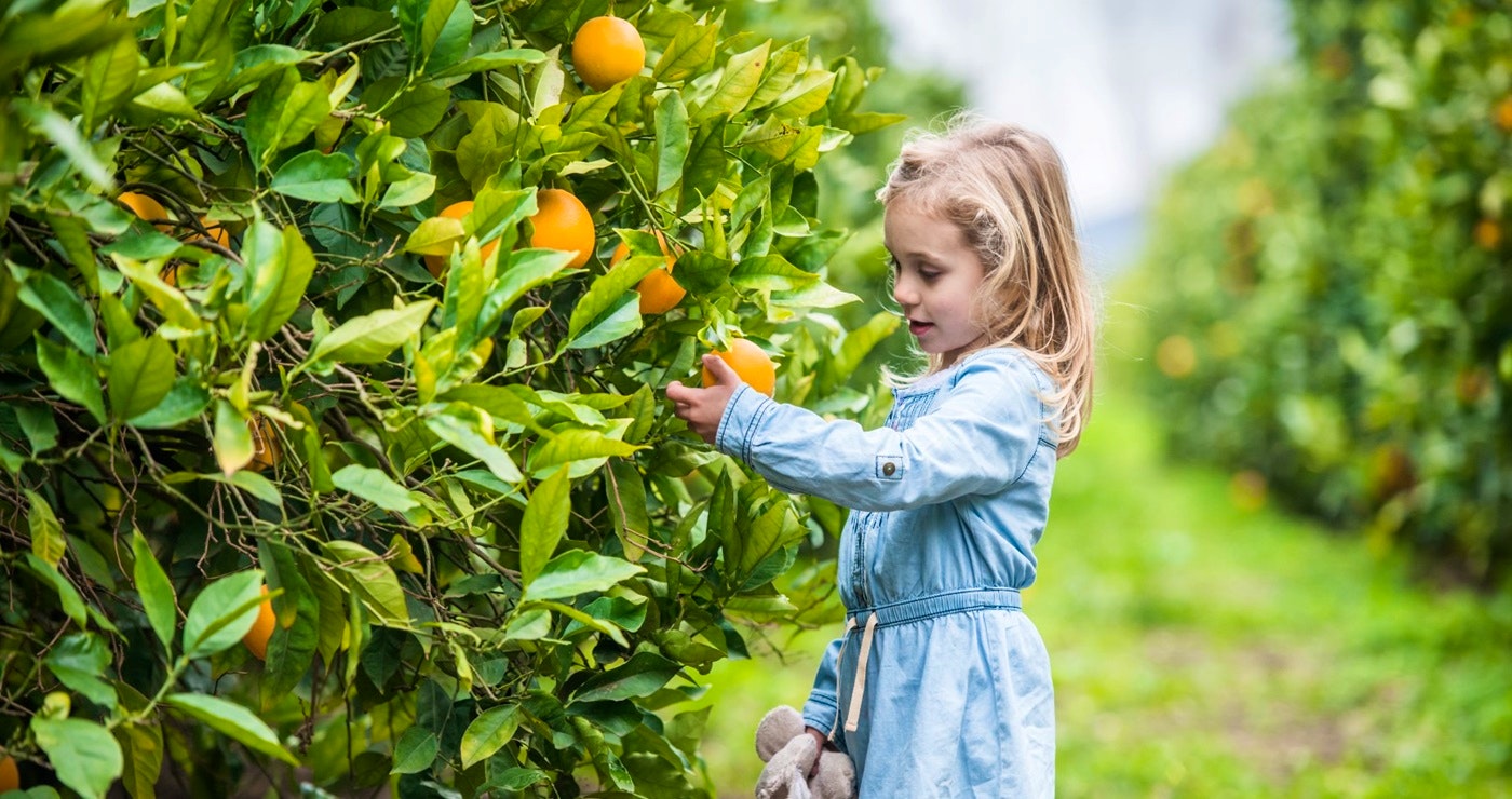 Oes en Oornag op dié Vrugteplase