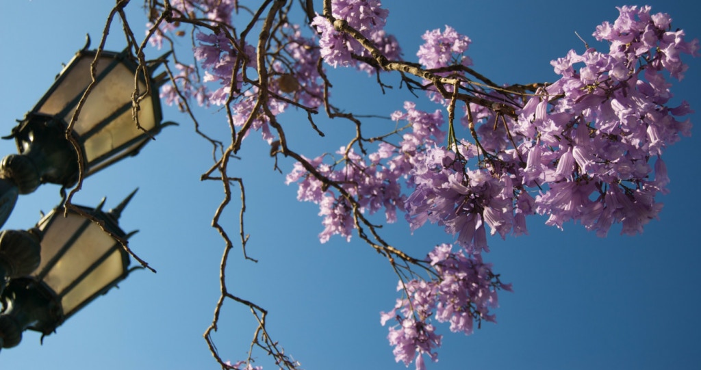’n Dag vol Liefde in die Jakarandastad