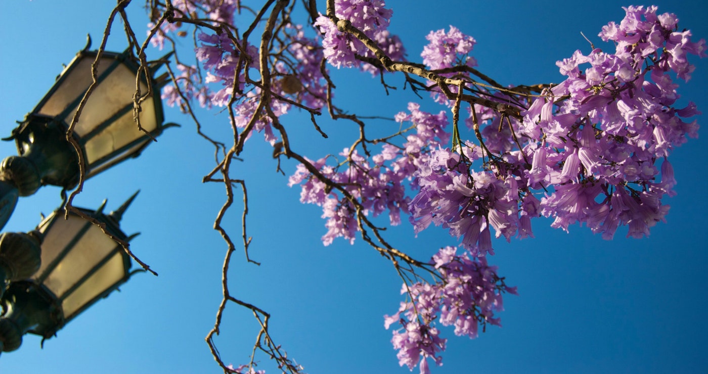 ’n Dag vol Liefde in die Jakarandastad