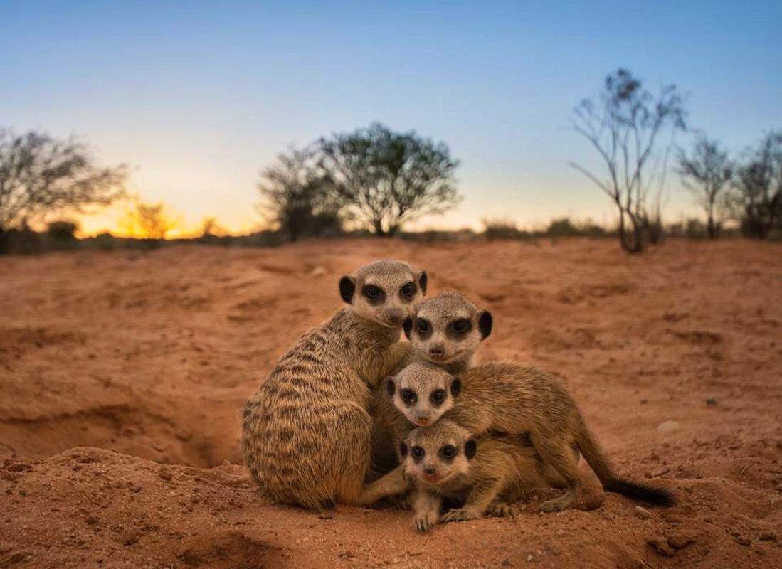 Kalahari Trails Nature Reserve and Meerkat Sanctuary