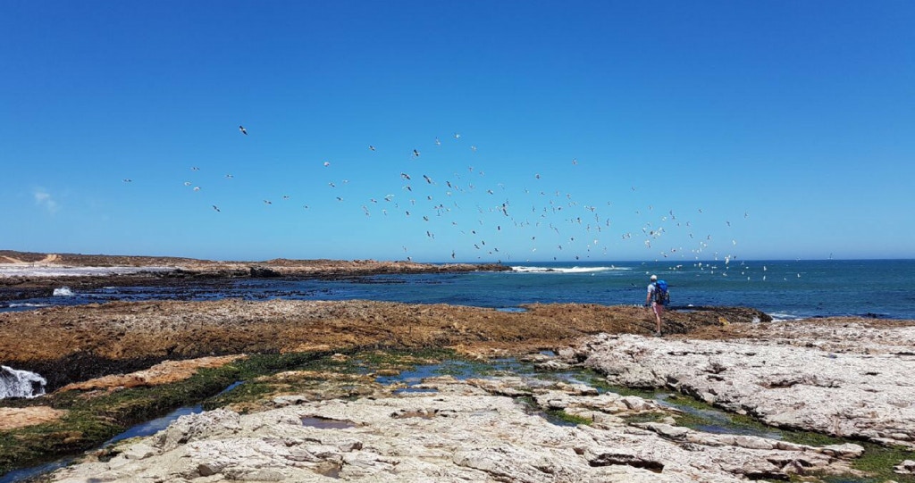 Slenterstap die Skilderagtige Swart Tobie-roete