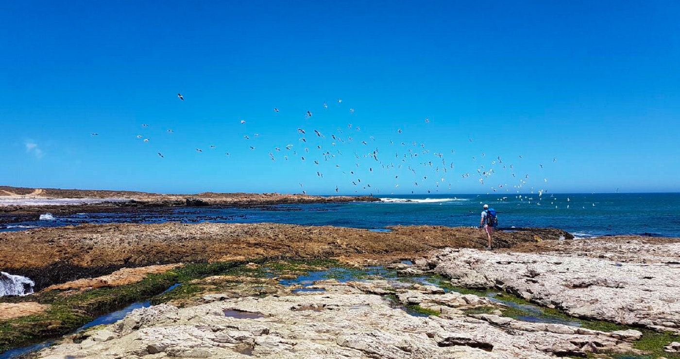 Slenterstap die Skilderagtige Swart Tobie-roete