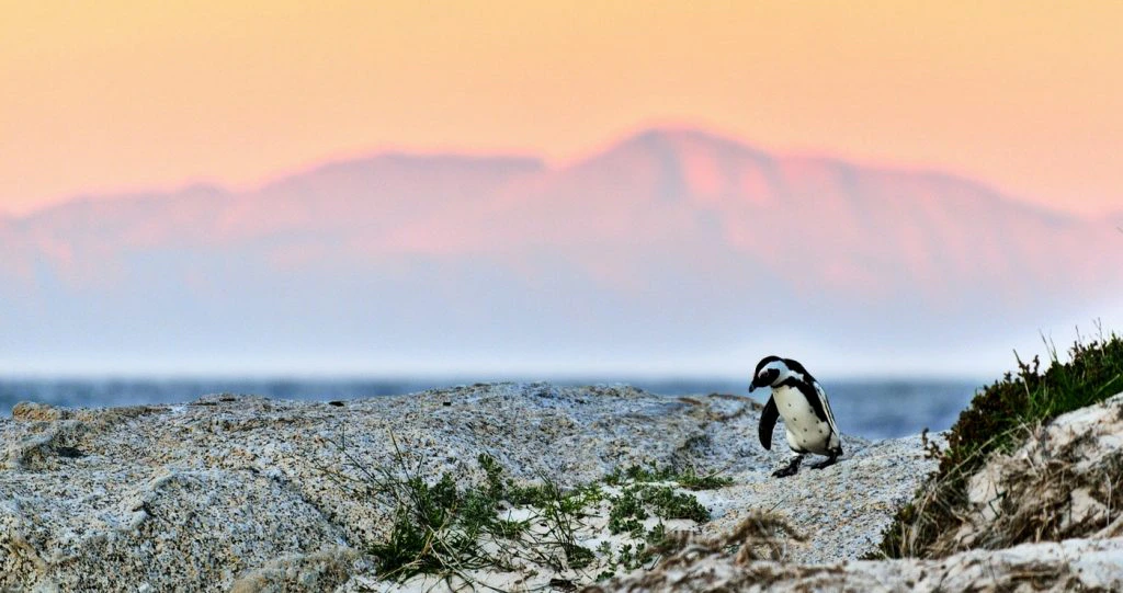 Sustainable Travel Tips for South Africa