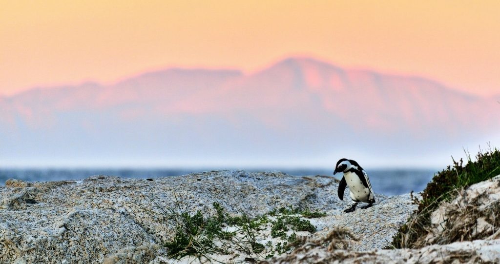 Sustainable Travel Tips for South Africa