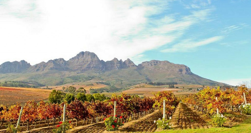 Winter-Wynproe met Peuselhappies in die Stellenboschvallei