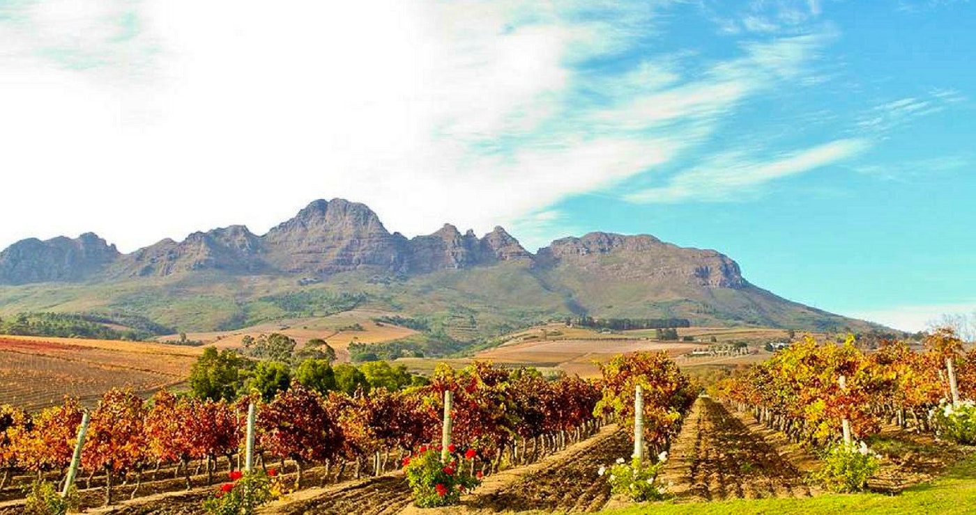 Winter-Wynproe met Peuselhappies in die Stellenboschvallei