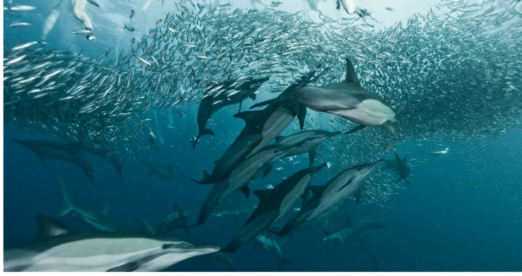 Sardienloop aan die Suidkus