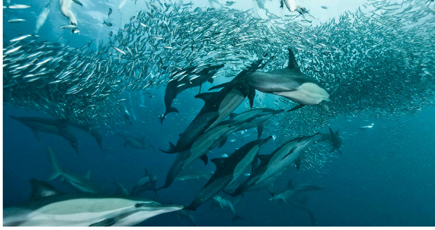 Sardienloop aan die Suidkus