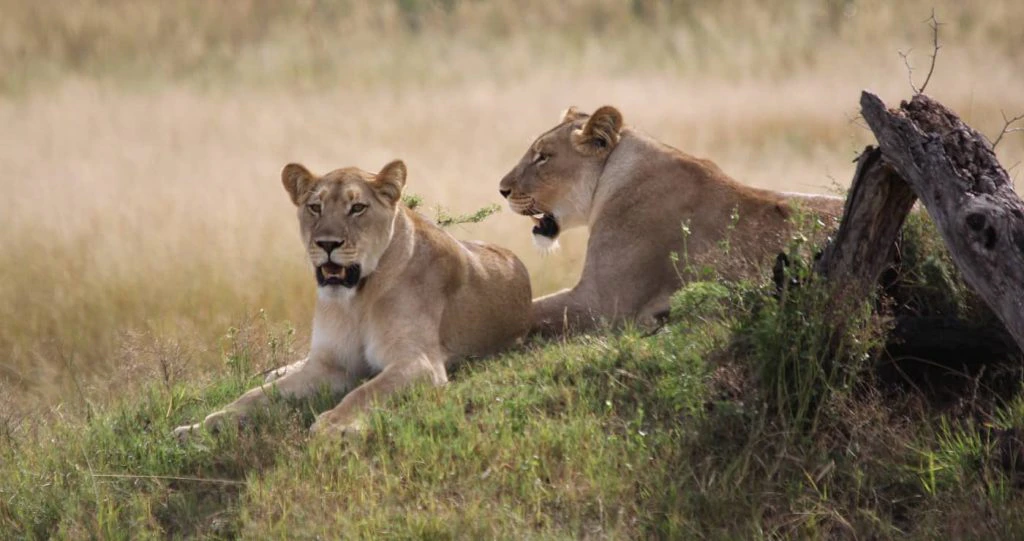 Dut in die Dinokeng Wildreservaat