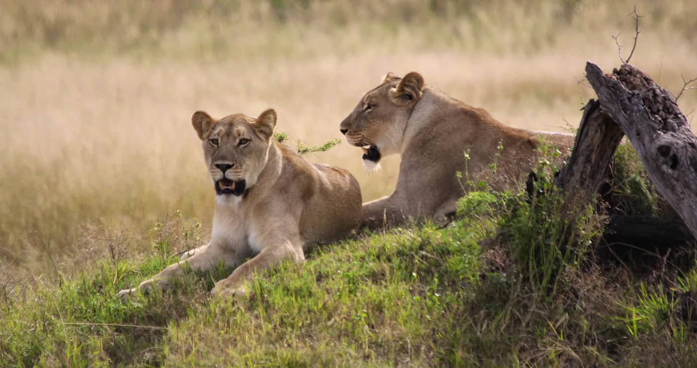 Dut in die Dinokeng Wildreservaat