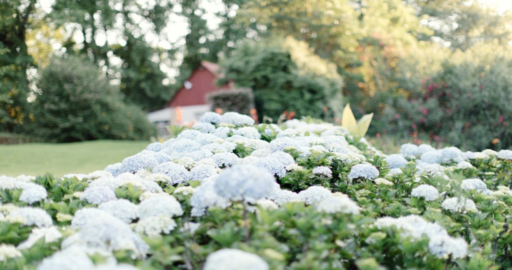 Put a Spring in your Step: A dozen Flower Festivals