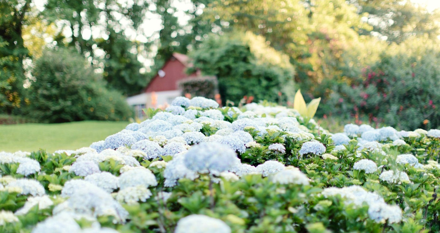 Put a Spring in your Step: A dozen Flower Festivals