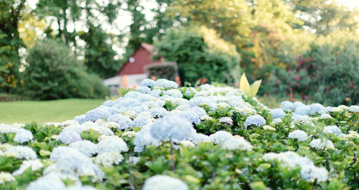 Put a Spring in your Step: A dozen Flower Festivals