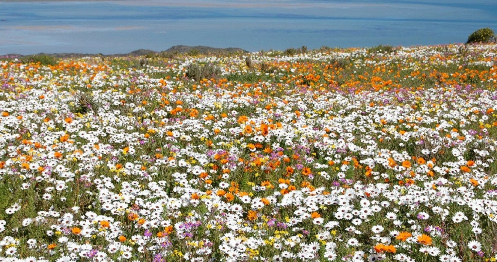 Where The Wild Flowers Are: 5 Hiking Trails on the West Coast