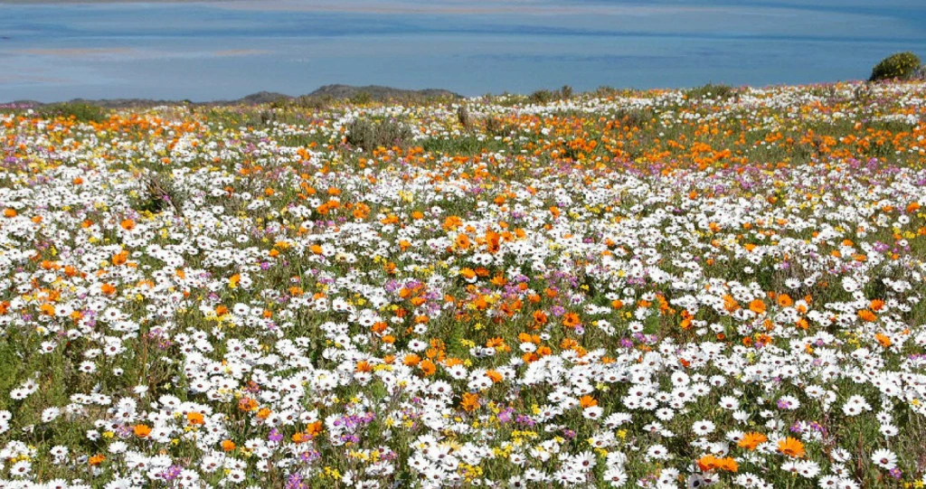Where The Wild Flowers Are: 5 Hiking Trails on the West Coast