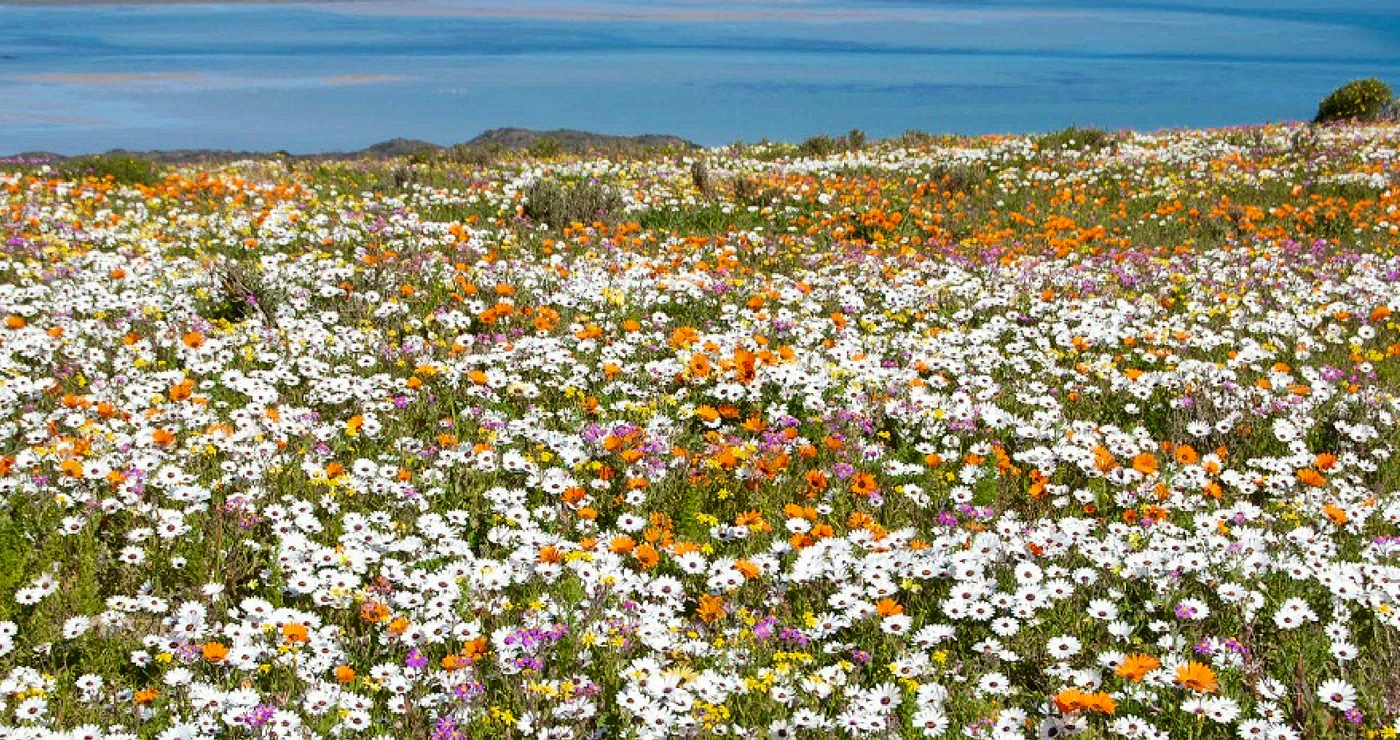 Where The Wild Flowers Are: 5 Hiking Trails on the West Coast