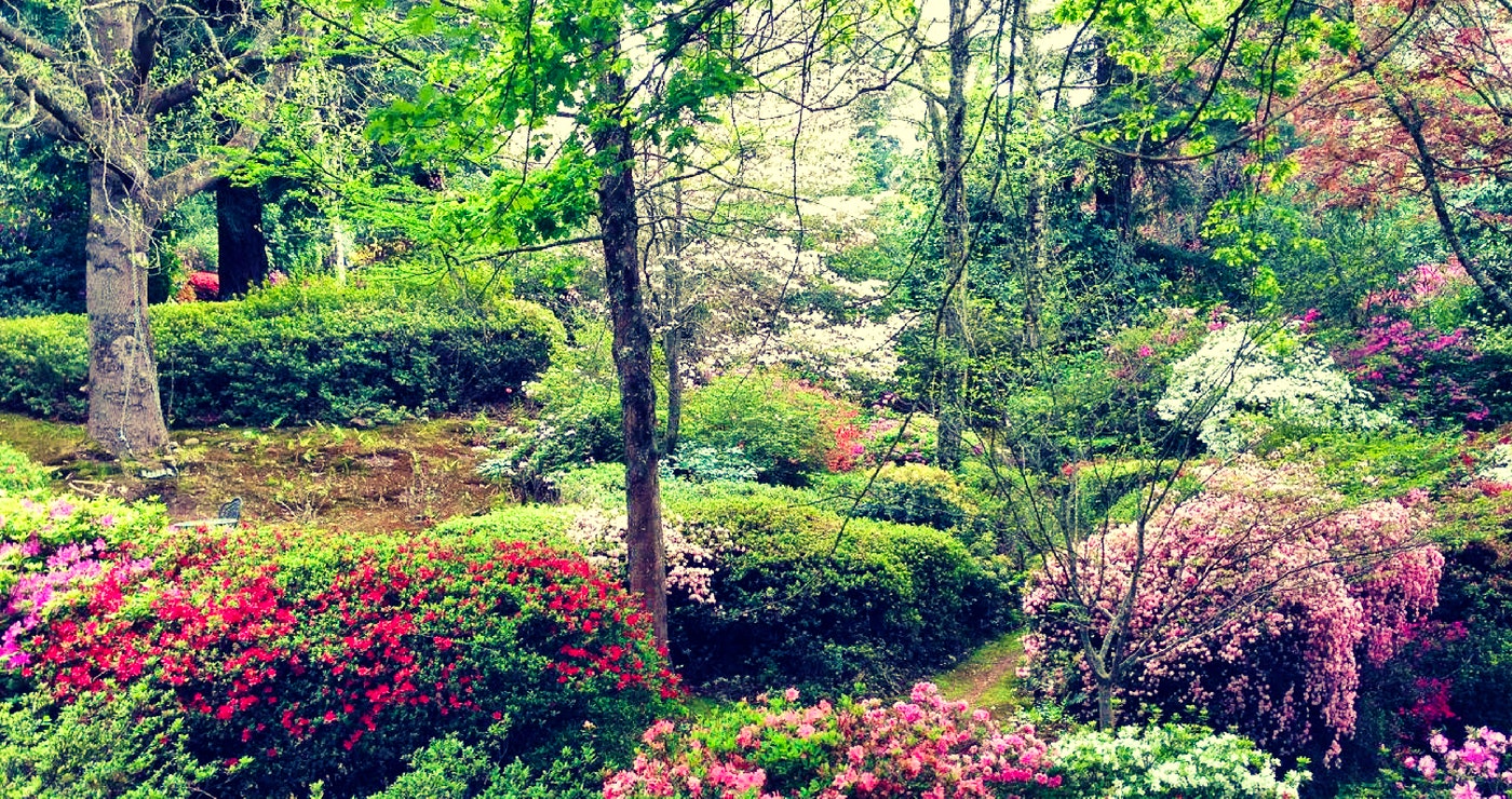 Hogsback garden | Photo by Jenny Newman from Laragh-on-Hogsback