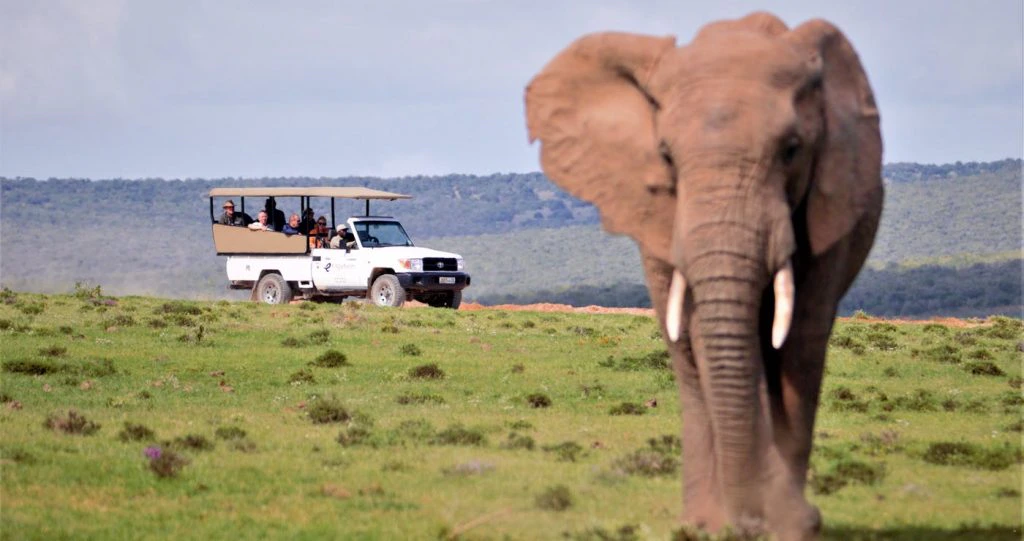Allerlei Avontuur op ’n Selfry-rit in die Addo-olifant Nasionale Park