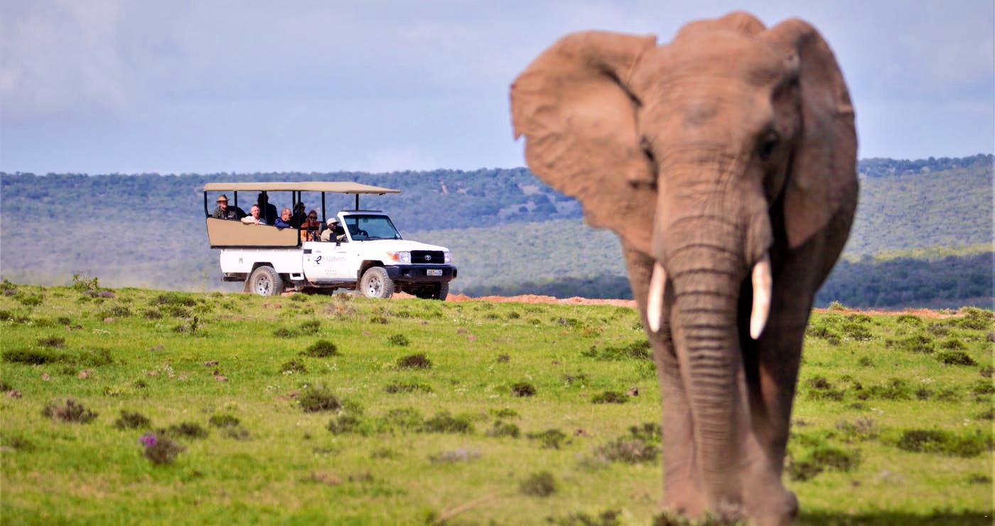 Allerlei Avontuur op ’n Selfry-rit in die Addo-olifant Nasionale Park