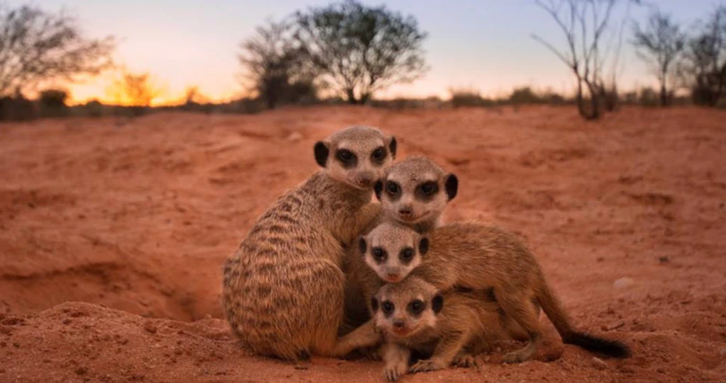 Ontmoet die Diere van die Kalahari