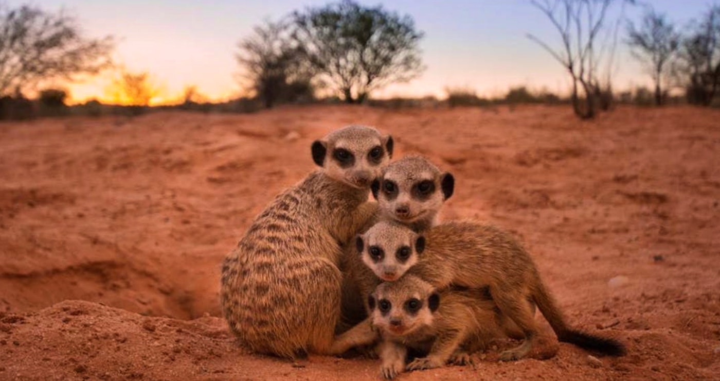 Ontmoet die Diere van die Kalahari