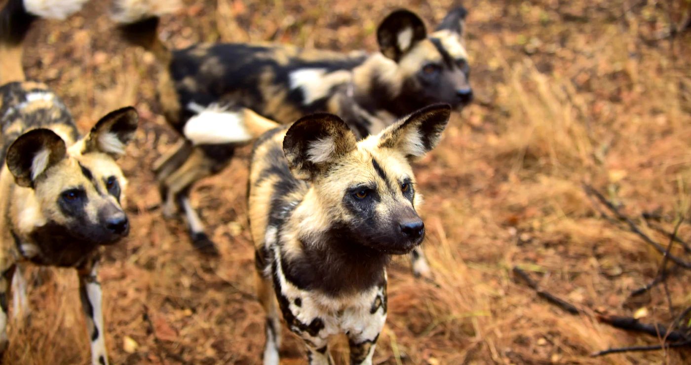 Dances with Wolves: Our Company’s Journey with a Pack of African Wild Dogs