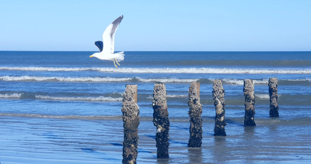 Gesinspret en Salige Weskusdae in Dwarskersbos