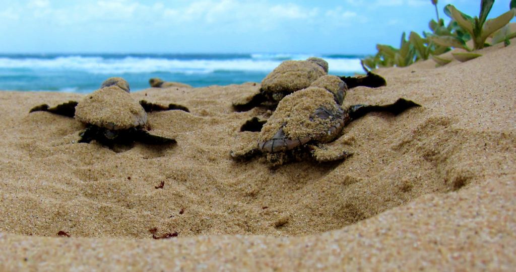 5 Skouspelagtige Natuurverskynsels in Suid-Afrika