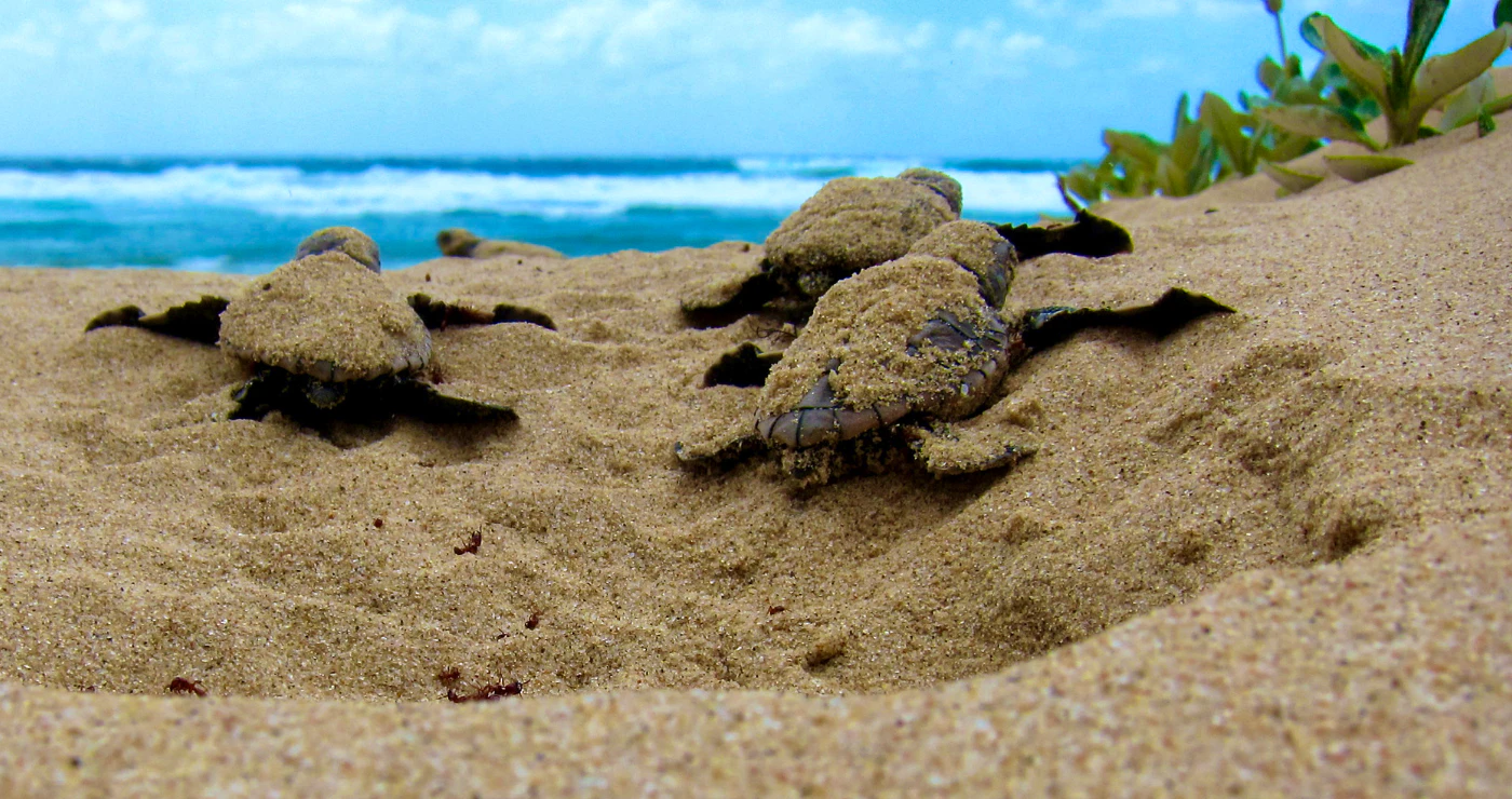 5 Skouspelagtige Natuurverskynsels in Suid-Afrika