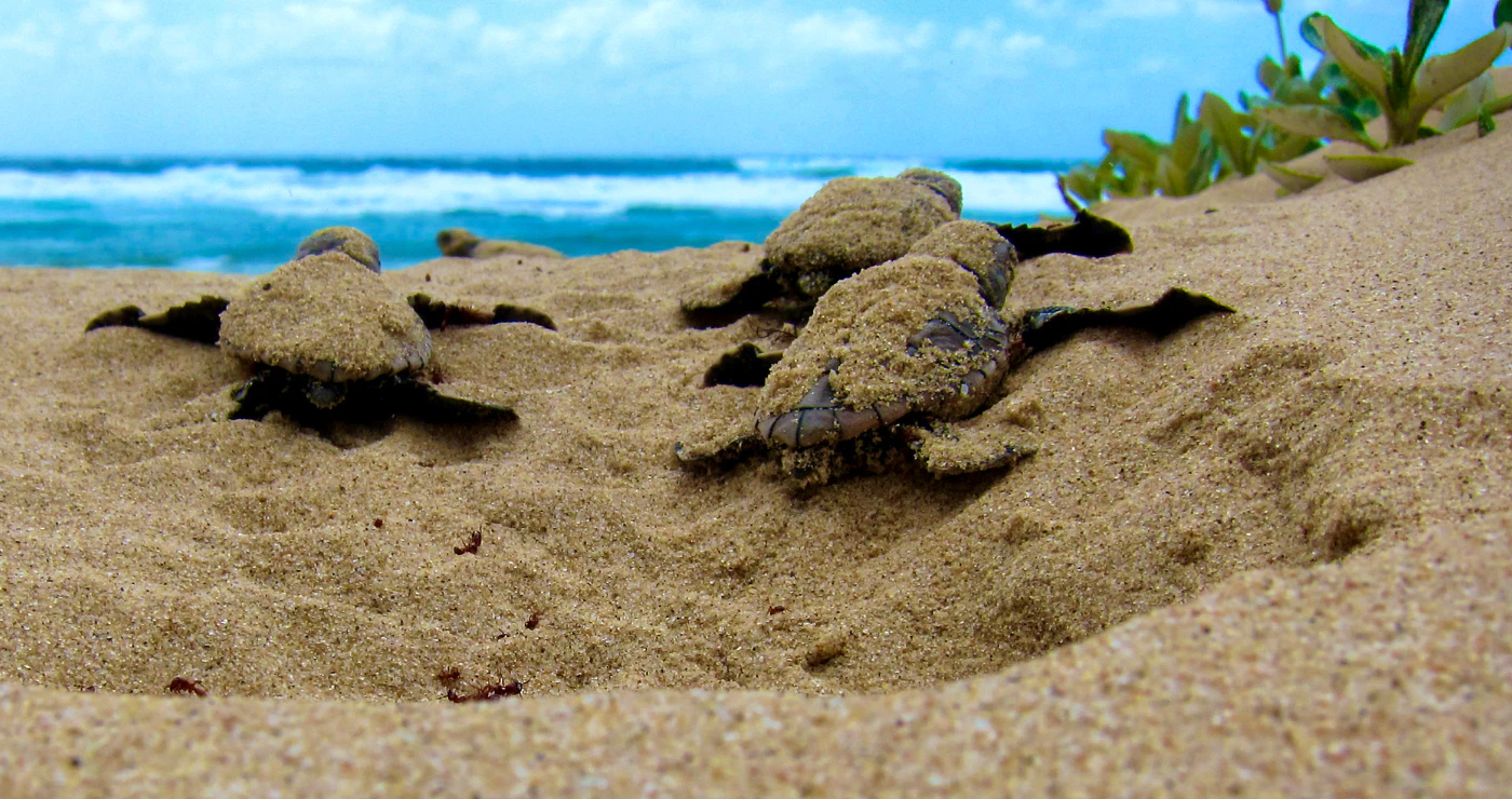 5 Skouspelagtige Natuurverskynsels in Suid-Afrika