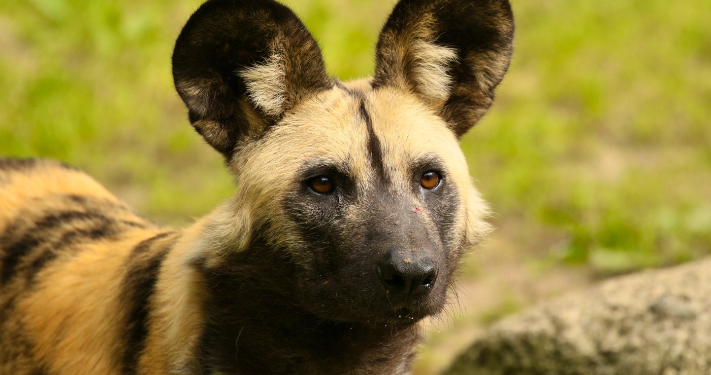 Close up of an African Wild Dog | Flickr