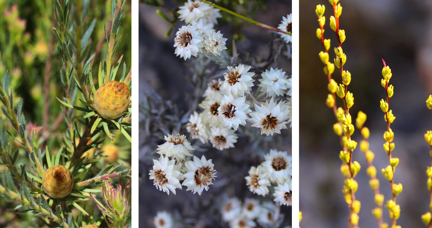 Some of the beautiful fynbos to be found around the chalets and along the hiking trails. 