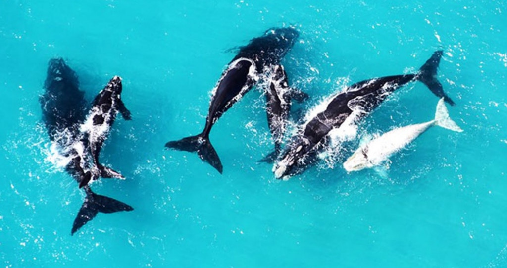 Wat weet jy van die Marine Groot 5?