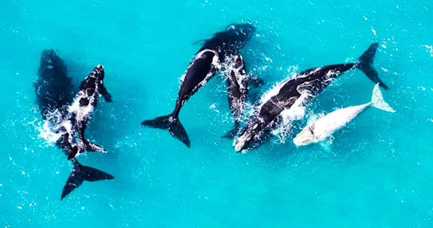 Wat weet jy van die Marine Groot 5?