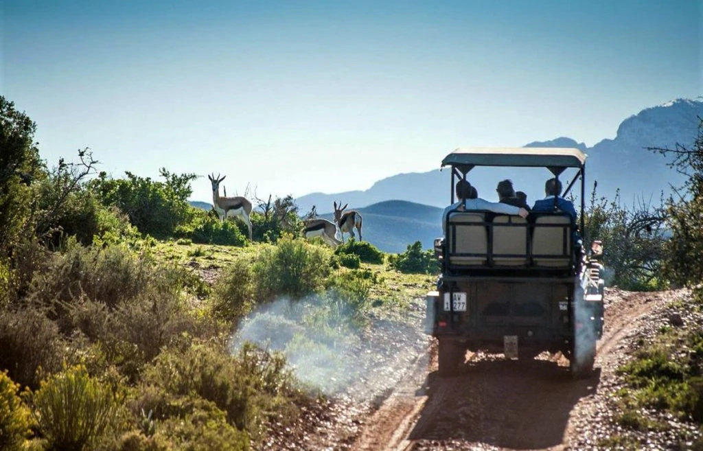 Safari in die Kaap: Die Wes-Kaap Wys Haar Wilde Kant