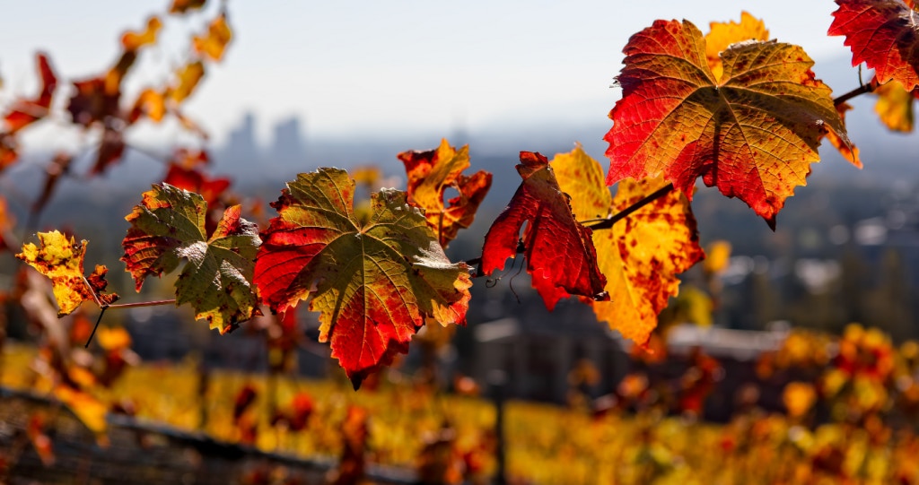 Chasing the New Season ─ 5 Marvellous Autumn Spots in South Africa