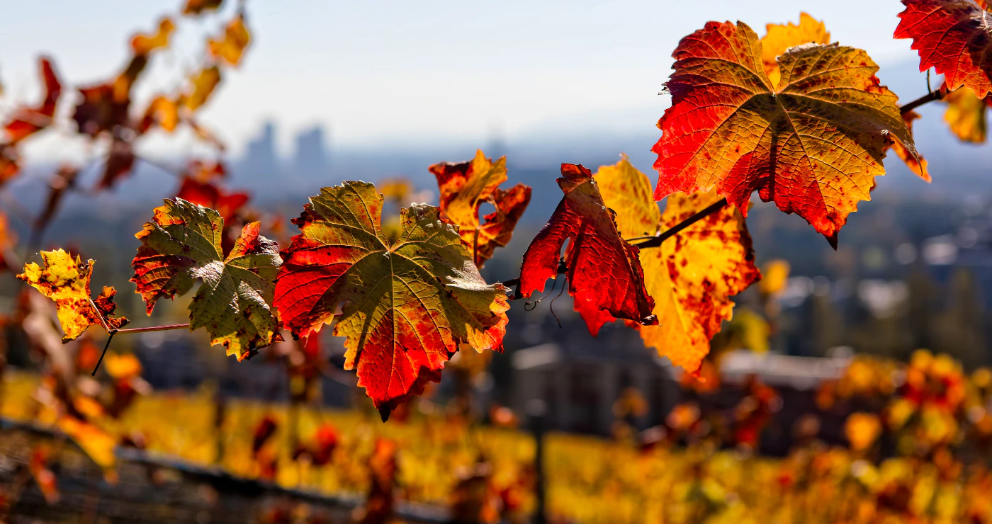 Chasing the New Season ─ 5 Marvellous Autumn Spots in South Africa