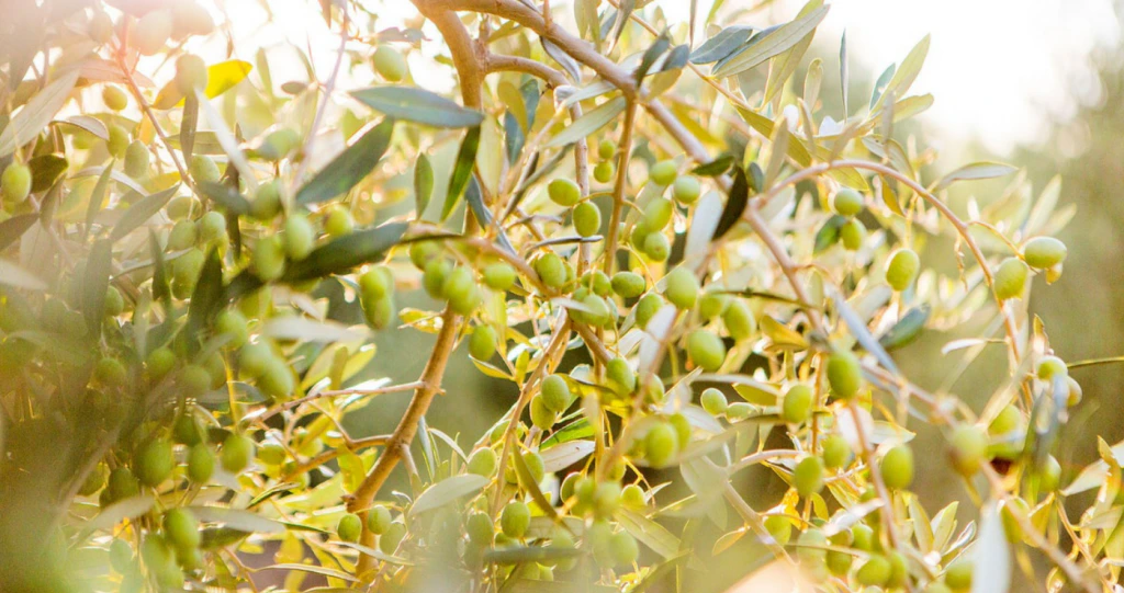 Olive the things to love about Olives