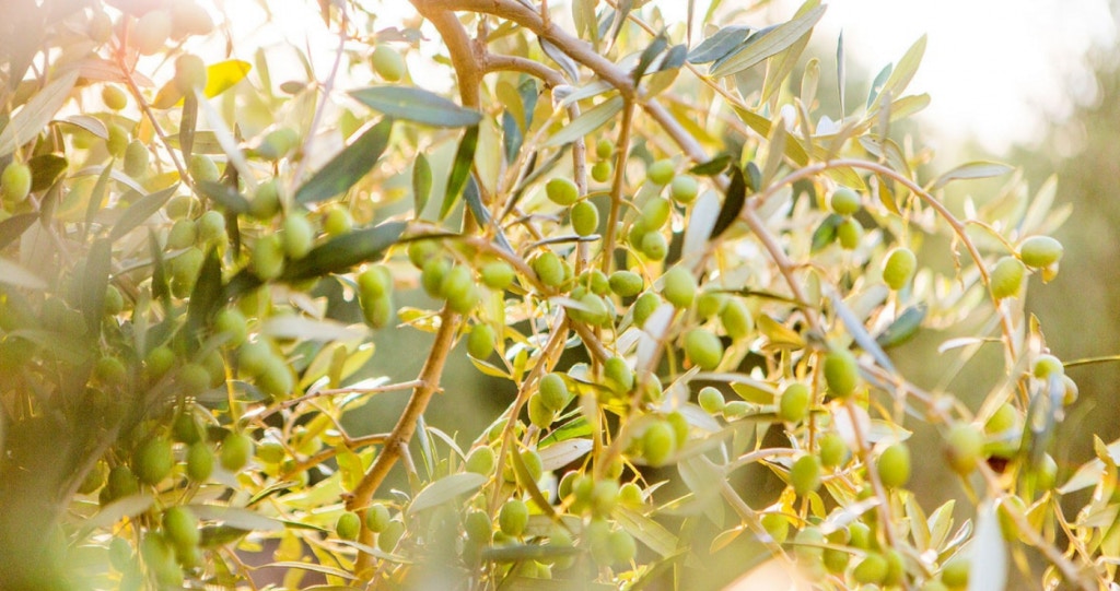 Olive the things to love about Olives