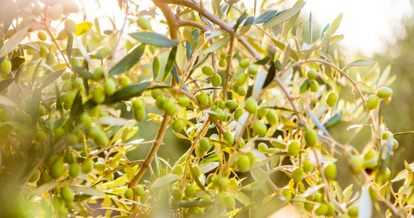 Olive the things to love about Olives