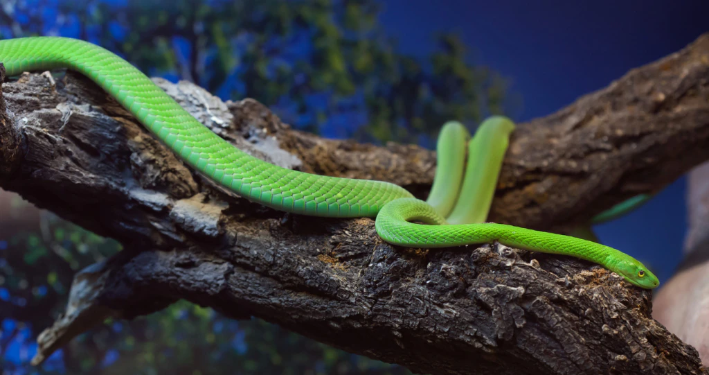 TravelGround’s Guide to Poisonous Snakes