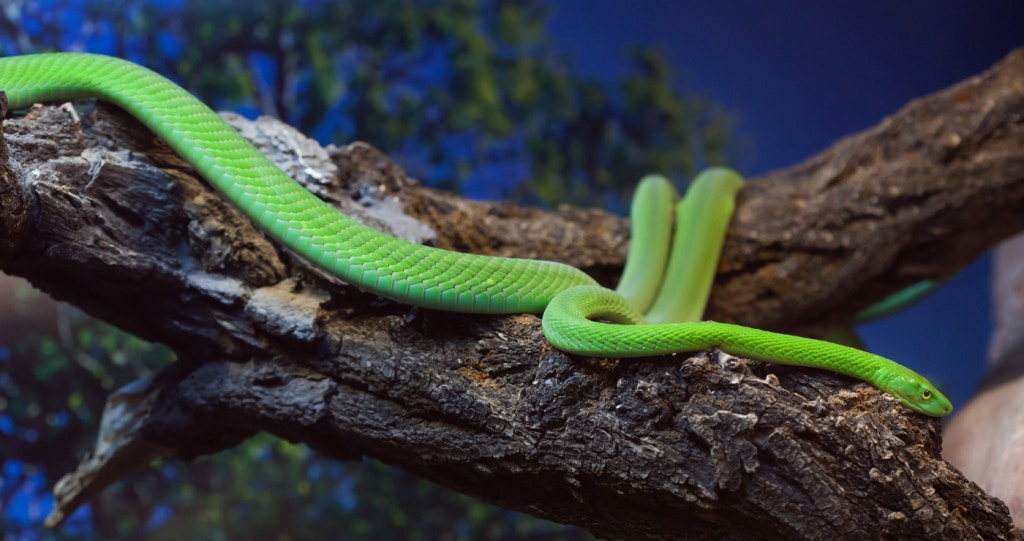 TravelGround’s Guide to Poisonous Snakes