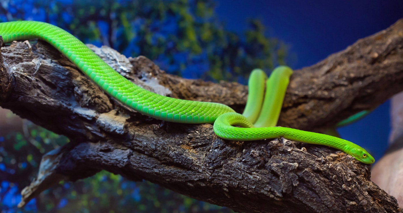 TravelGround’s Guide to Poisonous Snakes