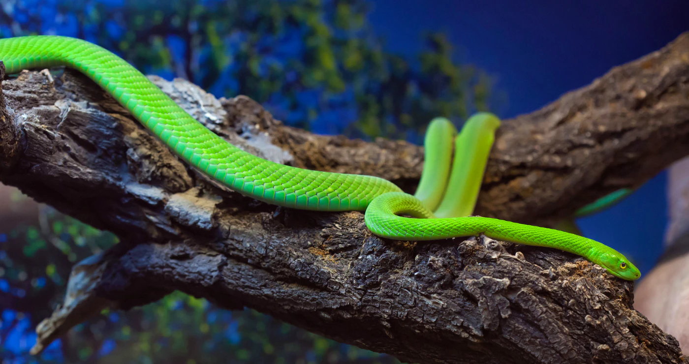 TravelGround’s Guide to Poisonous Snakes