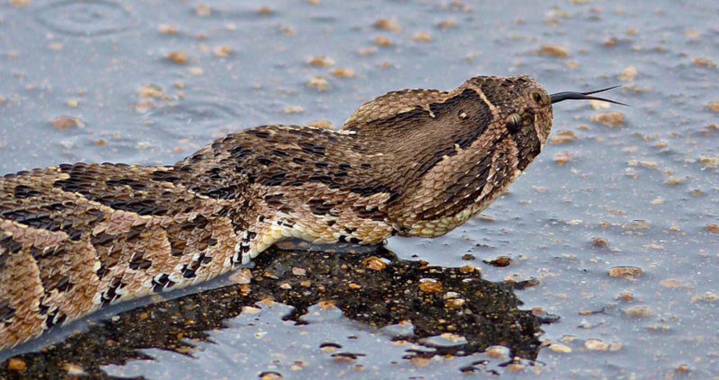 TravelGround’s Guide to Poisonous Snakes TravelGround Blog