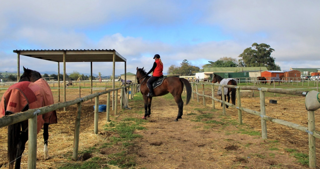 Wild Clover: Blessing the Reins down in Africa