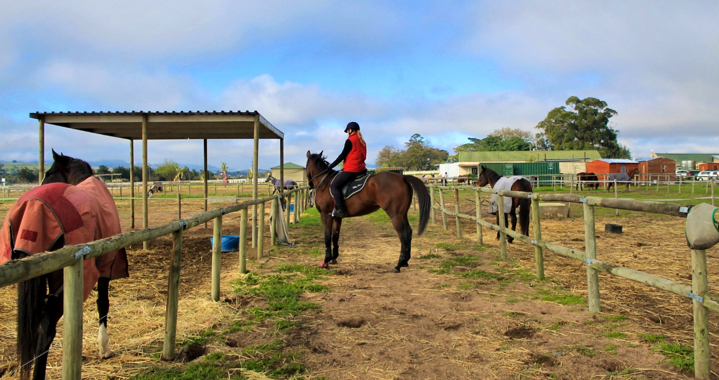 Wild Clover: Blessing the Reins down in Africa