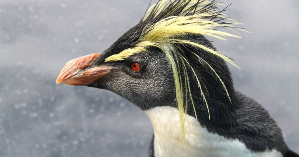 Penguin Experience: Waggel saam met ’n pikkewyn by die Two Oceans Akwarium