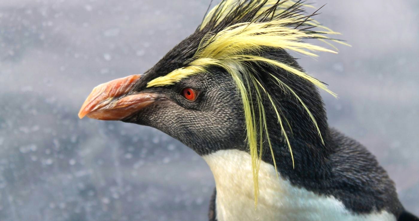 Penguin Experience: Waggel saam met ’n pikkewyn by die Two Oceans Akwarium